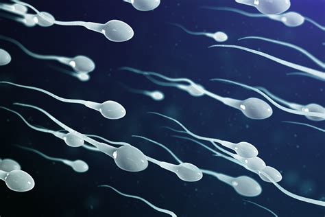 sperm